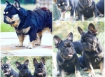 Akc Frenchie Males Available