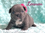 AKC French Bulldog Puppies For Sale