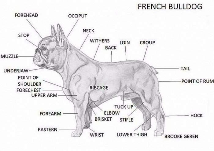 body structure of french bulldog